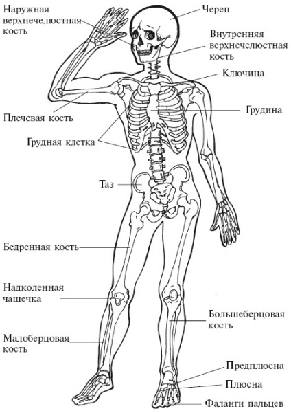 Mi határozza meg a rugalmasságot, a gerinc (csontok az emberi test) Abból, amit függ a rugalmasságot, a gerinc