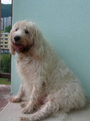 Otterhound (vidra hound) fotó kutyafajta, a leírást (vadászkutya) Otterhound (vidra hound) fotó kutyafajta leírása