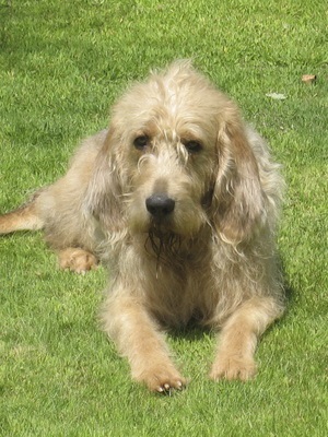 Otterhound (vidra hound) fotó kutyafajta, a leírást (Otterhound) Otterhound (vidra hound) fotó kutyafajta leírása