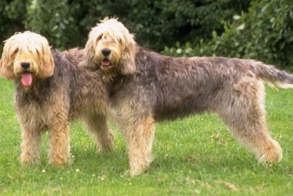 Otterhound (vidra hound) kép kutyafajták leírását (fotók) Otterhound (vidra hound) fotó kutyafajta leírása