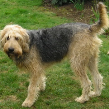 Otterhound (vidra hound) fotó kutyafajta, a leírást (vadászkutya) Otterhound (vidra hound) fotó kutyafajta leírása