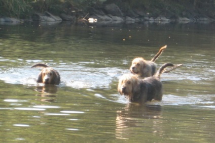 Otterhound (vidra hound) fotó kutyafajta, a leírást (Otterhound) Otterhound (vidra hound) fotó kutyafajta leírása