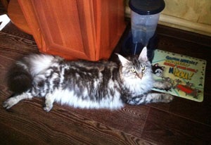 Vélemények a Maine Coon macskák (így gondolta szerelmes) Vélemények a macskák Maine Coon