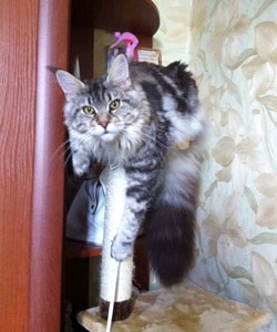 Vélemények a Maine Coon macskák (macska fajta Maine) Vélemények a macskák Maine Coon