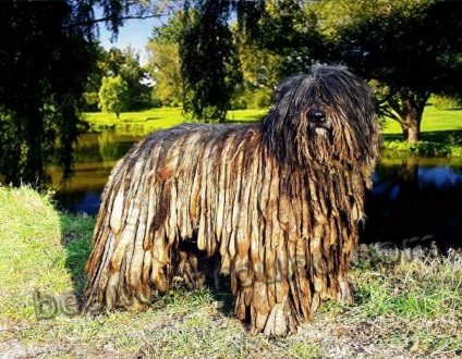 Pásztorok és a fajok és fajták (45 fotó) (faj költ Shepherd) Pásztorok és a fajok és fajták (45 fotó)