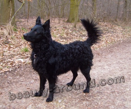 Pásztorok és a fajok és fajták (45 fotó) (faj költ Shepherd) Pásztorok és a fajok és fajták (45 fotó)