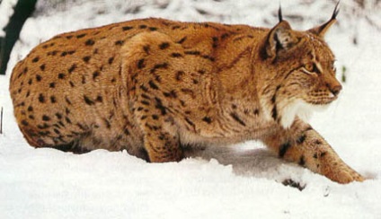 Hunting Lynx (ügetés) Vadászat az ügetés