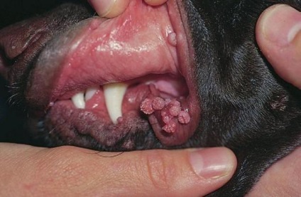Papilloma (szemölcs) a kutyák, a bőr vírus (szemölcs) Papilloma (szemölcs) a kutyák, bőr vírus