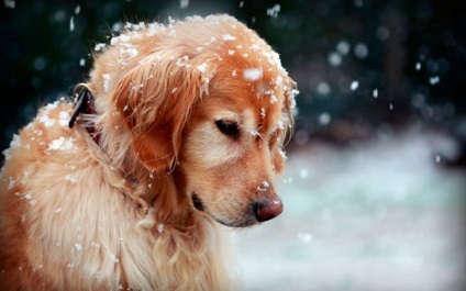 Állat fodrászat, miért, ha hideg, biztos, hogy kutya
