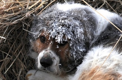 Állat fodrászat, miért, ha hideg, biztos, hogy kutya