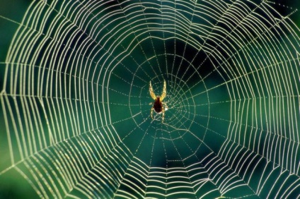 Pókok a lakásban - mi a teendő, hogy lehetséges-e, hogy megöli a pókok a lakásban