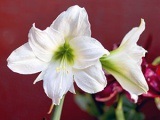 Kiültetés virágok - miért, mikor és hogyan kell átültetni a virágokat; kezelése szobanövények