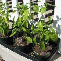 Pepper Pepper