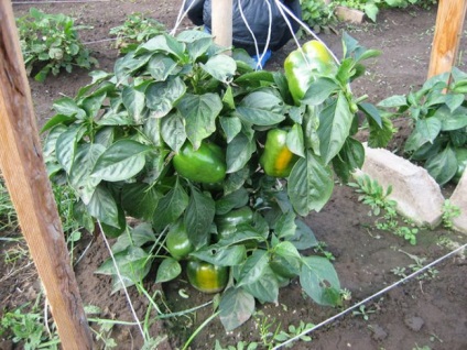 Peppers California csoda jellemzése és a fajta leírását, fotó, nő az üvegház - eteplitsa (leírás) Peppers California csoda jellemzése és a fajta leírását, fotó, nő az üvegház - eteplitsa