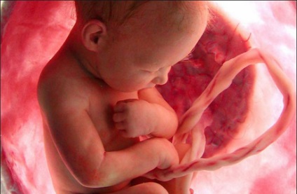 Perinatális és prenatális pszichológia (perinatális) Perinatális és prenatális pszichológia