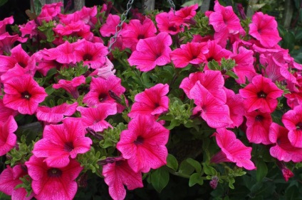 Petunia surfiniya funkciók és hang-Downing fajták virág a házban (a virág) Petunia surfiniya funkciók és hang-Downing fajták virág a házban