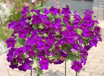 Petunia surfiniya funkciók és hang-Downing fajták virág a házban (grade) Petunia surfiniya funkciók és hang-Downing fajták virág a házban
