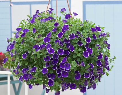 Petunia surfiniya funkciók és hang-Downing fajták virág a házban (virág surfiniya) Petunia surfiniya funkciók és hang-Downing fajták virág a házban