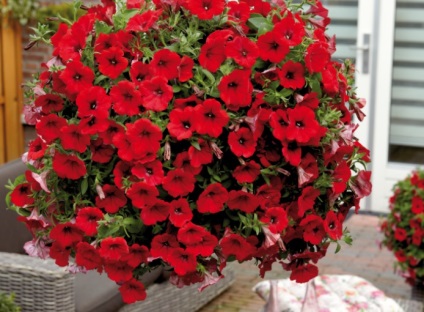 Petunia surfiniya funkciók és hang-Downing fajták virág a házban (surfiniya virágok) Petunia surfiniya funkciók és hang-Downing fajták virág a házban