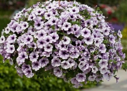 Petunia surfiniya funkciók és hang-Downing fajták virág a házban (surfiniya virágok) Petunia surfiniya funkciók és hang-Downing fajták virág a házban