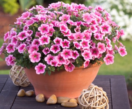 Petunia surfiniya funkciók és hang-Downing fajták virág a házban (virág surfiniya) Petunia surfiniya funkciók és hang-Downing fajták virág a házban