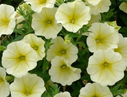 Petunia surfiniya funkciók és hang-Downing fajták virág a házban (petúnia surfiniya) Petunia surfiniya funkciók és hang-Downing fajták virág a házban