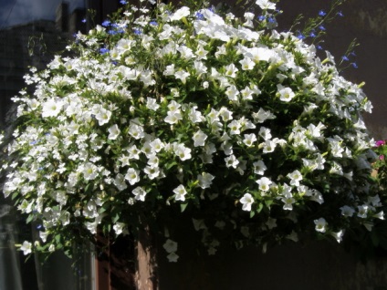 Petunia surfiniya funkciók és hang-Downing fajták virág a házban (surfiniya) Petunia surfiniya funkciók és hang-Downing fajták virág a házban