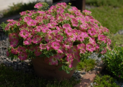 Petunia surfiniya funkciók és hang-Downing fajták virág a házban (petúnia) Petunia surfiniya funkciók és hang-Downing fajták virág a házban