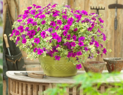 Petunia surfiniya funkciók és hang-Downing fajták virág a házban (petúnia) Petunia surfiniya funkciók és hang-Downing fajták virág a házban