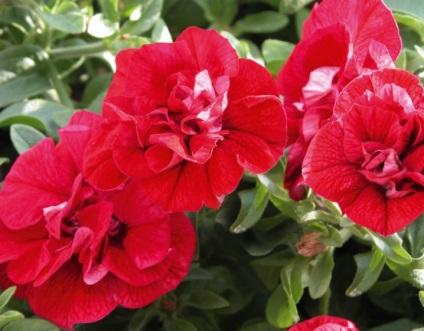 Petunia surfiniya funkciók és hang-Downing fajták virág a házban (virág surfiniya) Petunia surfiniya funkciók és hang-Downing fajták virág a házban