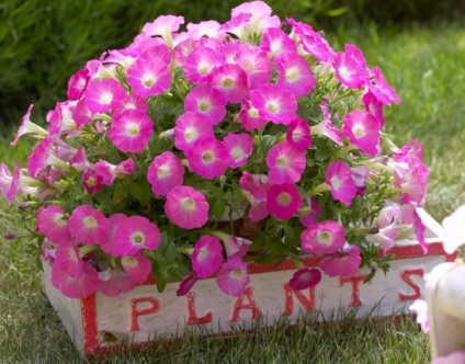 Petunia surfiniya funkciók és hang-Downing fajták virág a házban (surfiniya Terry) Petunia surfiniya funkciók és hang-Downing fajták virág a házban