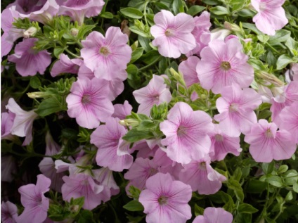 Petunia surfiniya funkciók és hang-Downing fajták virág a házban (virág surfiniya) Petunia surfiniya funkciók és hang-Downing fajták virág a házban
