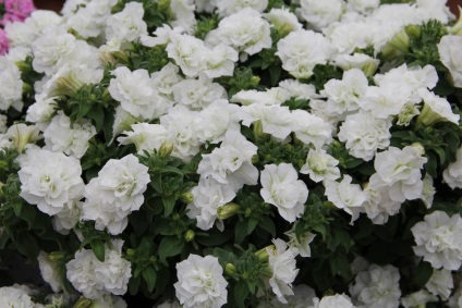 Petunia surfiniya funkciók és hang-Downing fajták virág a házban (surfiniya virágok) Petunia surfiniya funkciók és hang-Downing fajták virág a házban
