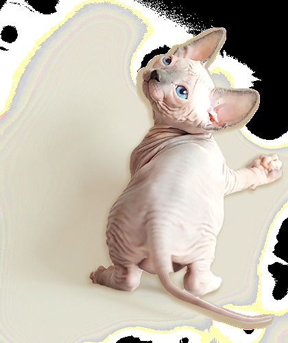 Kennel meztelen Szfinx macska