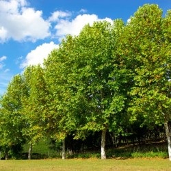 Platánfa ültetés és gondozás a nyílt terepen, fotó fajták, termesztés és tenyésztés, betegségek és