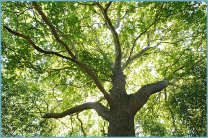 Platánfa ültetés és gondozás a nyílt terepen, fotó fajták, termesztés és tenyésztés, betegségek és