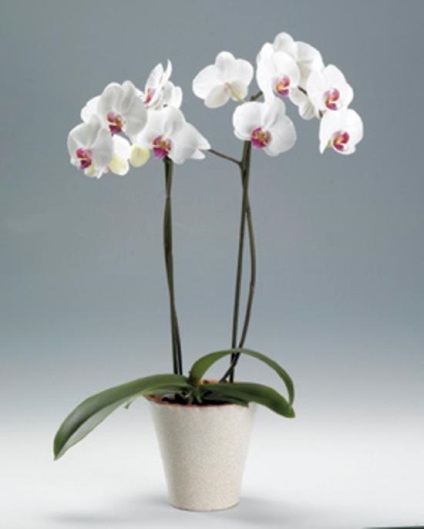 Miért rothad a gyökerek az orchidea