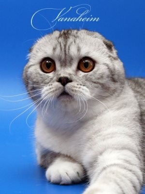 Miért macskák megy meghalni otthon, macskaféle asszisztens (cat) Miért macskák megy meghalni otthon, macskaféle asszisztens