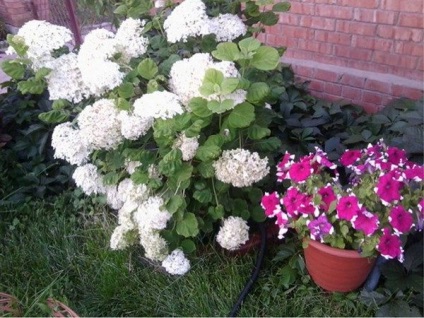 Miért nem nő a kertben hortenzia (Hydrangea kertkapcsolat) Miért nem nőnek hortenzia kert