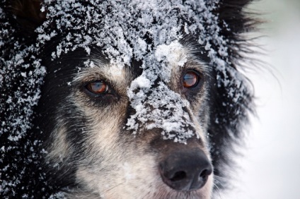 Miért a nagy hideg hívás „kutya”, az örök kérdés, kérdés-válasz, érveket és tényeket