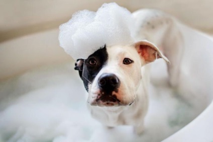 Miért kutyák megbolondul után a fürdő