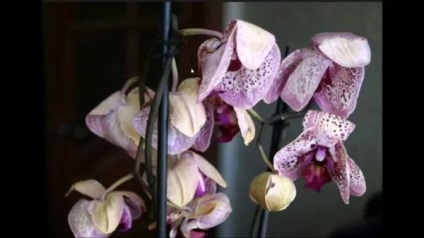 Miért tűnik el orchidea rügyek és levelek elhúzódó