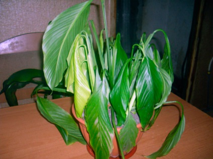 Miért Spathiphyllum levelek sárgulnak fotó, videó (sárga) Miért Spathiphyllum levelek sárgulnak fotó, videó