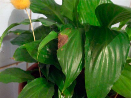 Miért Spathiphyllum levelek sárgulnak fotó, videó