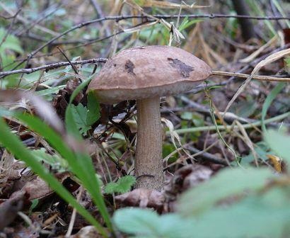 Boletus fénykép és egy rövid leírást a gomba külleme