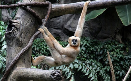 Flight of the Gibbon Pattaya és Phuket (Pattaya) Flight of the Gibbon Pattaya és Phuket