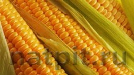 Hasznos tulajdonságai a kukorica és az összetétele, a katalógus a természetes termékek