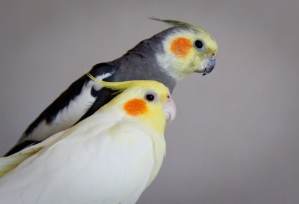 papagáj cockatiel