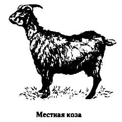 Faj kecske (erős alkotmány) fajta kecske