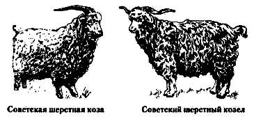 Faj kecske (erős alkotmány) fajta kecske